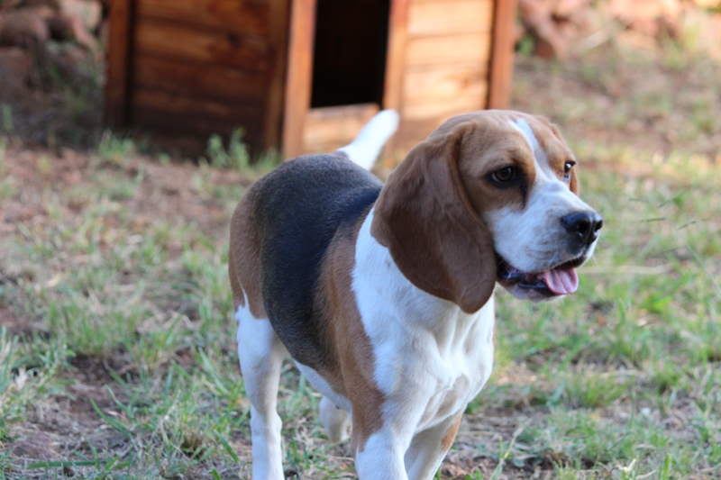 Beagle female from registered breeders in Pretoria Gauteng